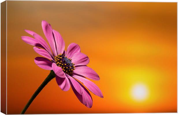  sunset daisy Canvas Print by Kelvin Rumsby