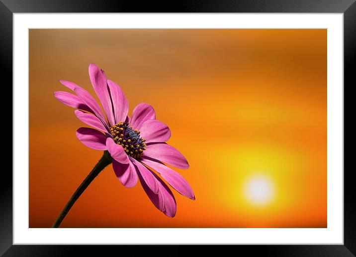  sunset daisy Framed Mounted Print by Kelvin Rumsby