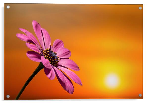  sunset daisy Acrylic by Kelvin Rumsby