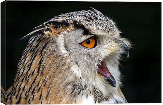  Eagle owl Canvas Print by Kelvin Rumsby