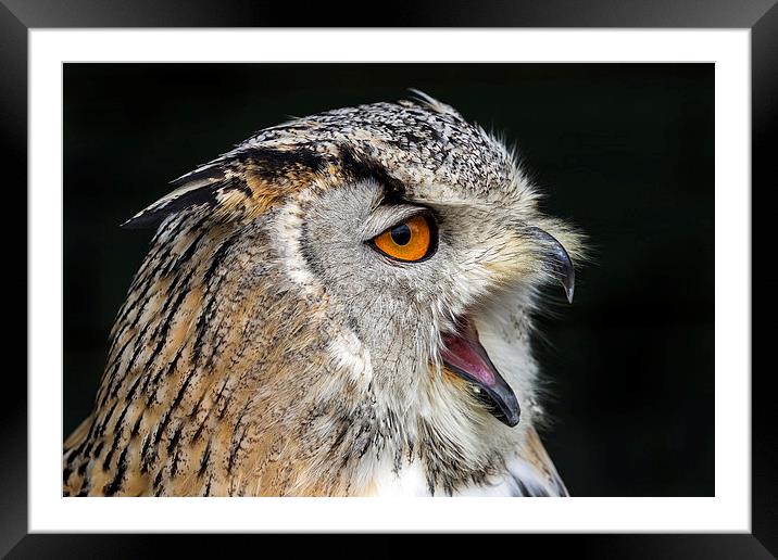  Eagle owl Framed Mounted Print by Kelvin Rumsby