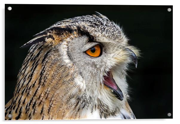  Eagle owl Acrylic by Kelvin Rumsby