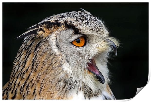  Eagle owl Print by Kelvin Rumsby