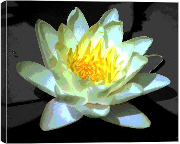 Silhouetted Water Lily Revised   Canvas Print by james balzano, jr.