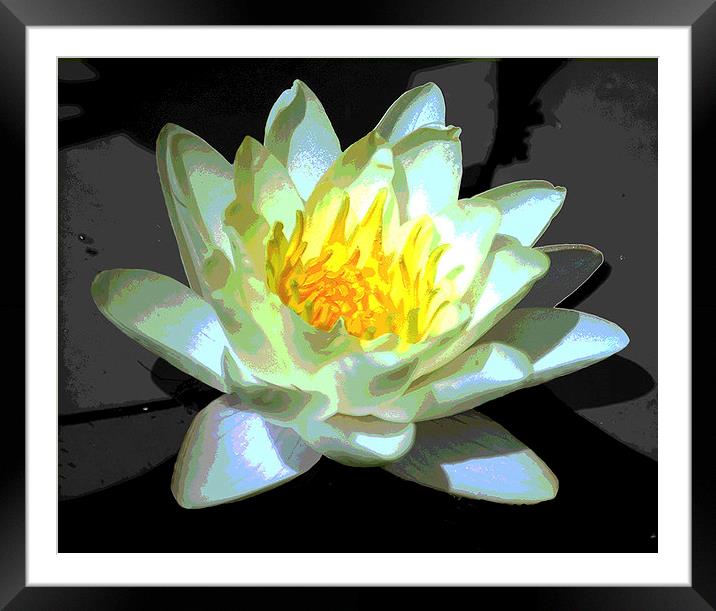 Silhouetted Water Lily Revised   Framed Mounted Print by james balzano, jr.