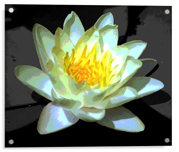Silhouetted Water Lily Revised   Acrylic by james balzano, jr.