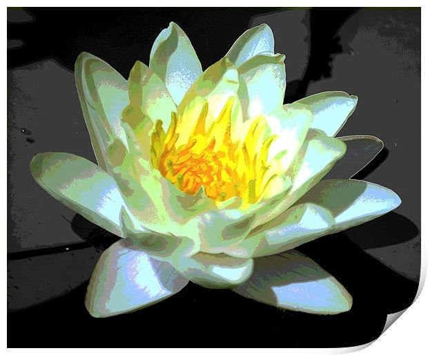 Silhouetted Water Lily Revised   Print by james balzano, jr.
