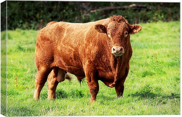 Prize Bull Canvas Print by Oxon Images