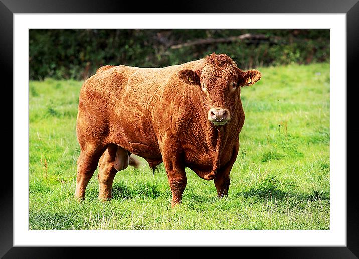 Prize Bull Framed Mounted Print by Oxon Images