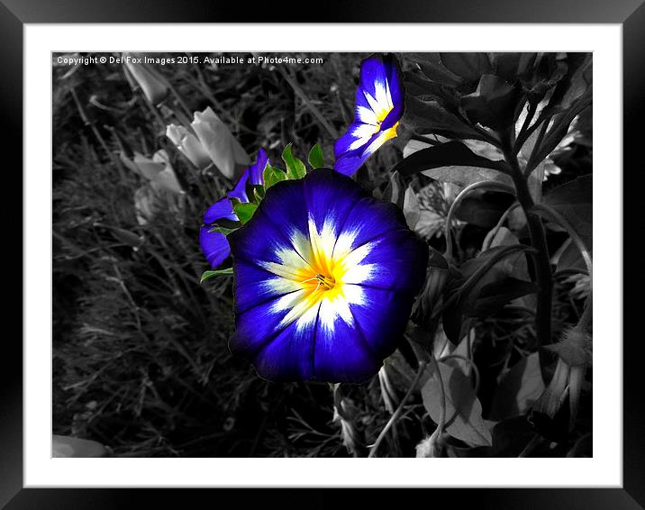  blue flowers Framed Mounted Print by Derrick Fox Lomax