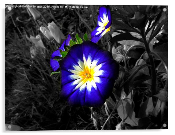  blue flowers Acrylic by Derrick Fox Lomax