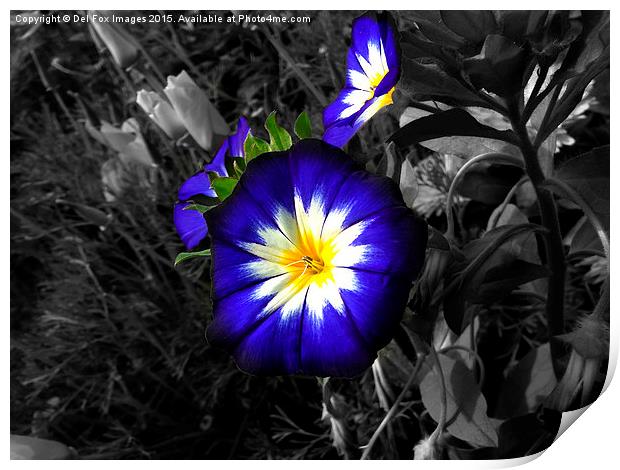  blue flowers Print by Derrick Fox Lomax