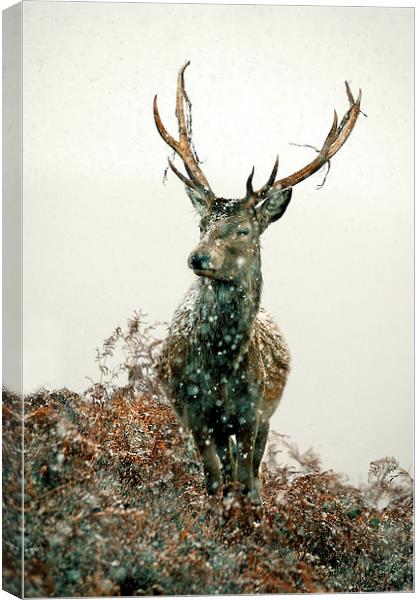  Stag In Snow Canvas Print by Macrae Images