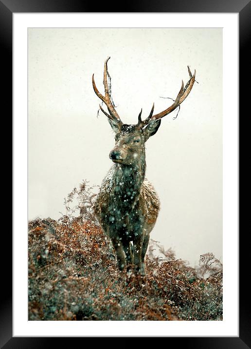  Stag In Snow Framed Mounted Print by Macrae Images