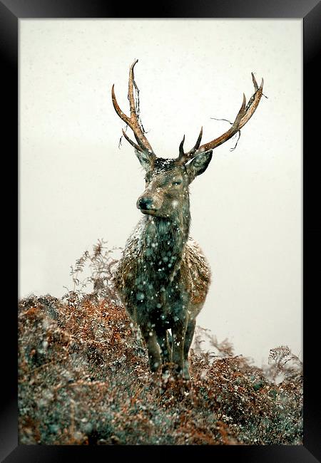  Stag In Snow Framed Print by Macrae Images