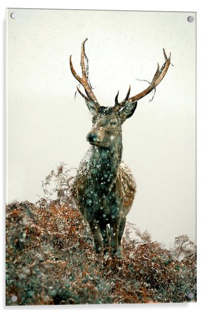  Stag In Snow Acrylic by Macrae Images