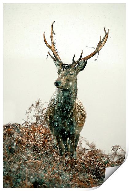  Stag In Snow Print by Macrae Images