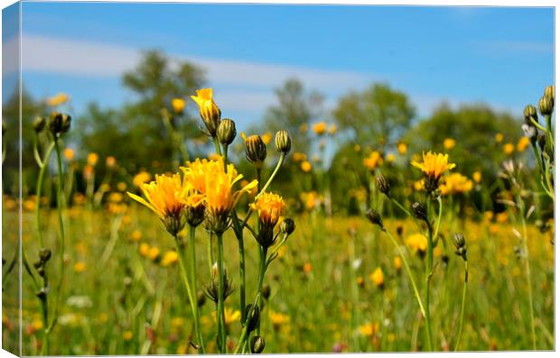  Wildflower Meadow Canvas Print by Malcolm Snook