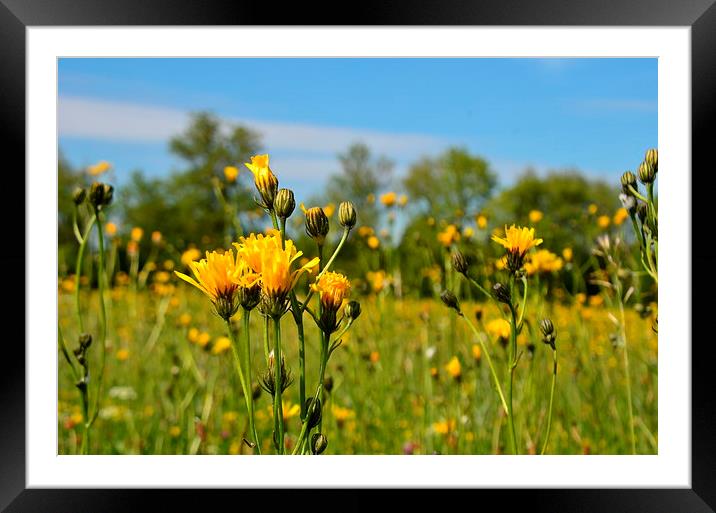  Wildflower Meadow Framed Mounted Print by Malcolm Snook