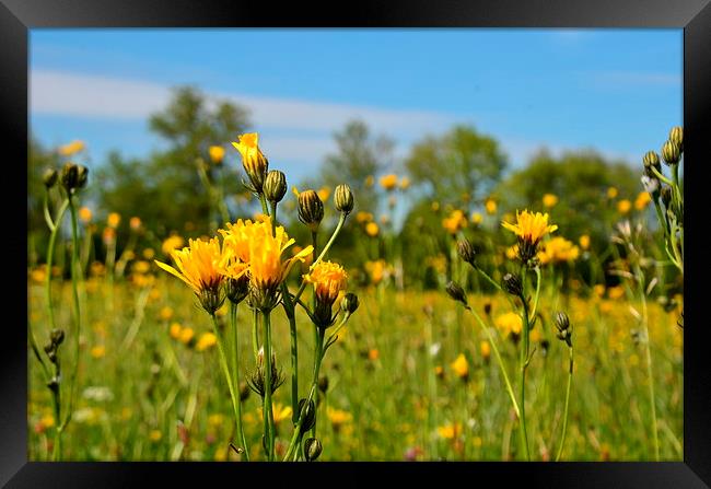  Wildflower Meadow Framed Print by Malcolm Snook