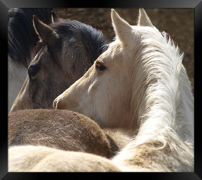 Horses duet Framed Print by Patti Barrett