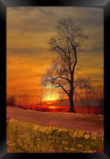  The Lone Tree Framed Print by Irene Burdell