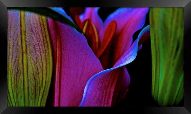  Row of Stargazer Lilies Framed Print by Sue Bottomley