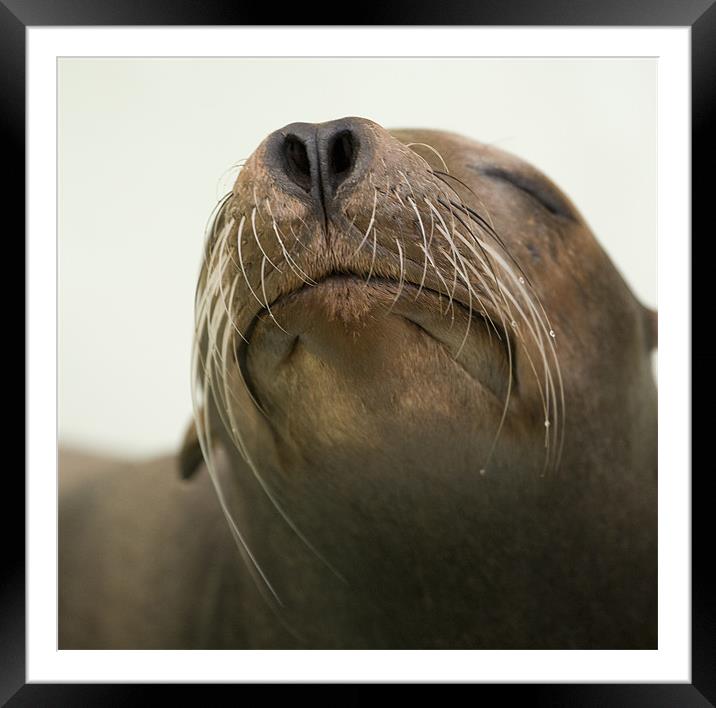 Seal portrait Framed Mounted Print by Ian Middleton
