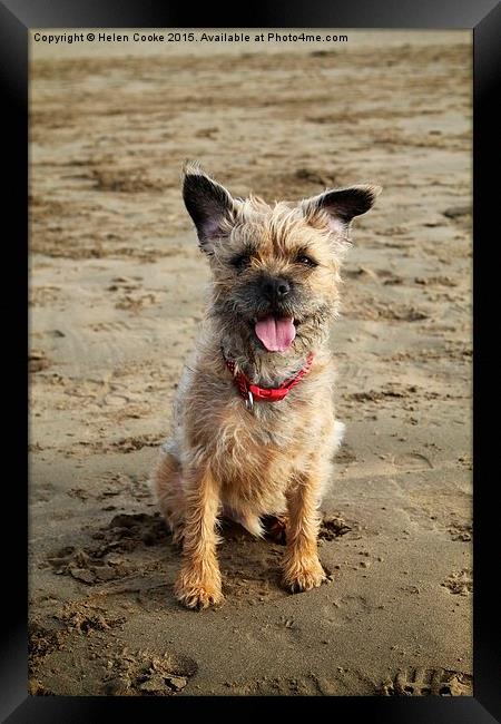  Border terrier on the beach Framed Print by Helen Cooke