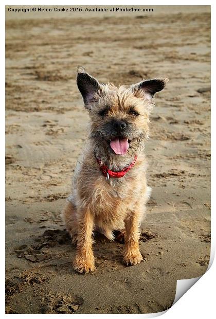  Border terrier on the beach Print by Helen Cooke