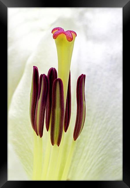  lily Framed Print by Kelvin Rumsby