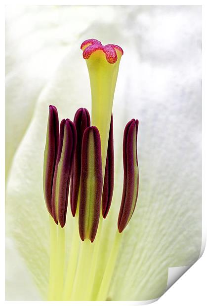  lily Print by Kelvin Rumsby