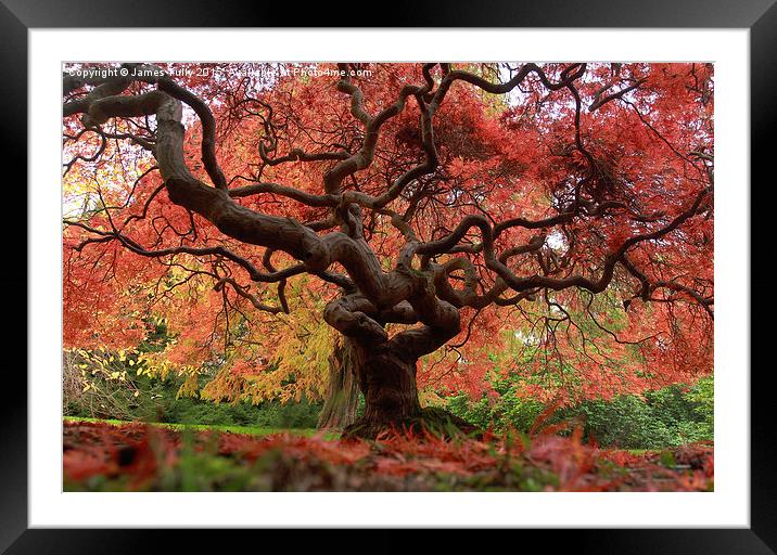  The beauty of trees Framed Mounted Print by James Tully