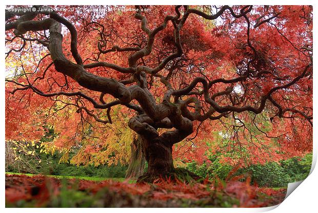  The beauty of trees Print by James Tully