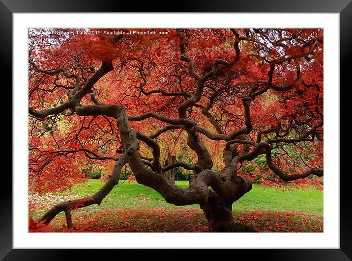  Amazing acer Framed Mounted Print by James Tully