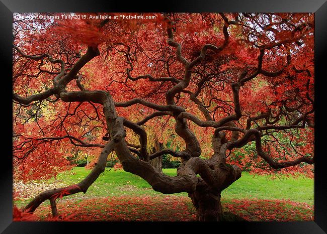  Amazing acer Framed Print by James Tully