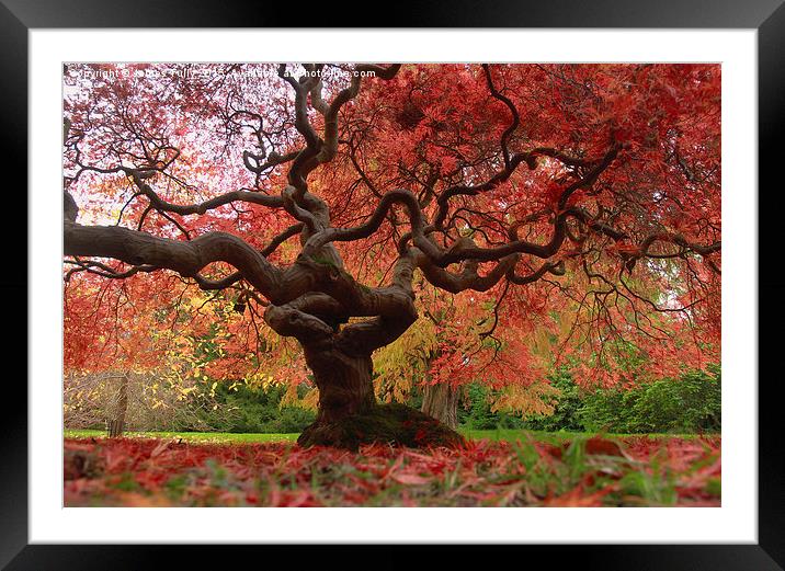  Acer magic Framed Mounted Print by James Tully