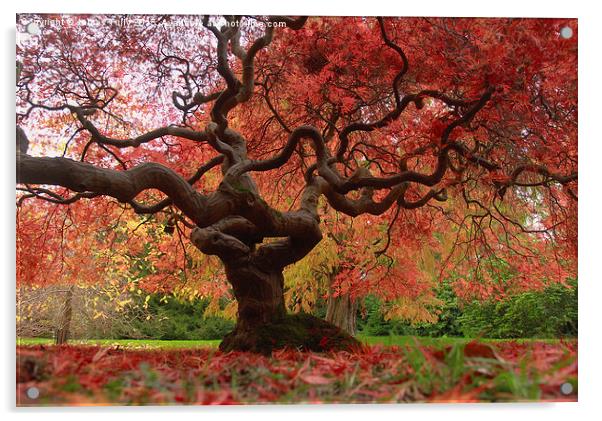  Acer magic Acrylic by James Tully