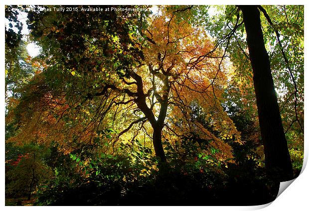  A golden fall Print by James Tully