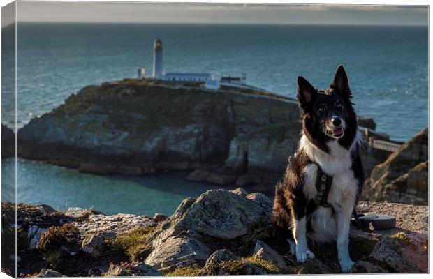 Ayla at the South Stack Canvas Print by Thomas Schaeffer
