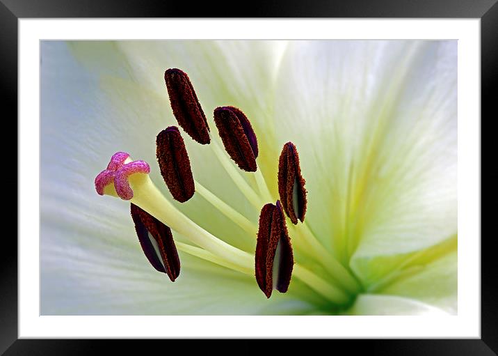  lily Framed Mounted Print by Kelvin Rumsby