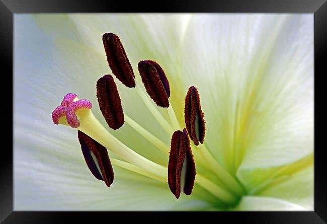  lily Framed Print by Kelvin Rumsby