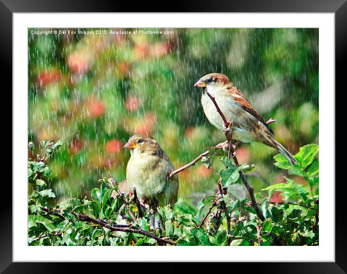  Sparrow birds in the rain Framed Mounted Print by Derrick Fox Lomax