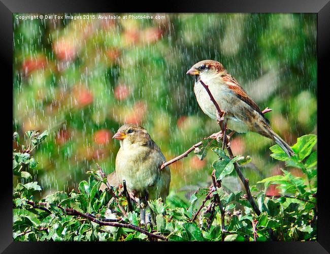  Sparrow birds in the rain Framed Print by Derrick Fox Lomax