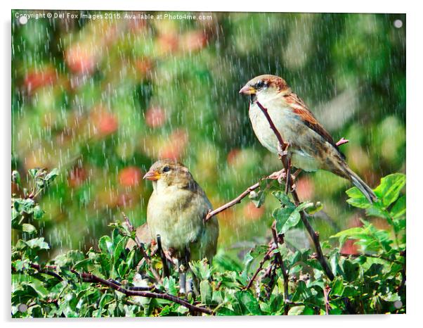 Sparrow birds in the rain Acrylic by Derrick Fox Lomax