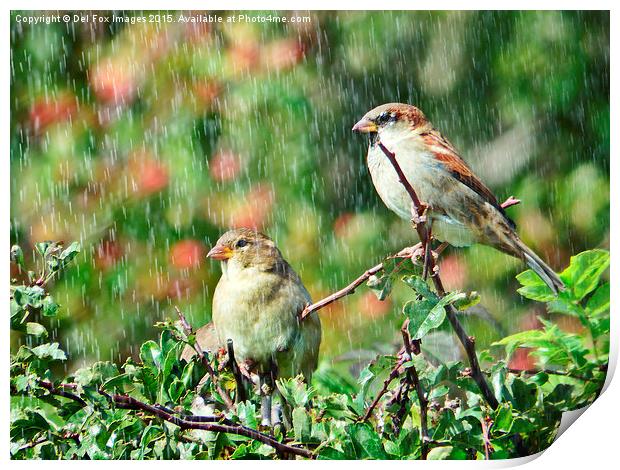  Sparrow birds in the rain Print by Derrick Fox Lomax