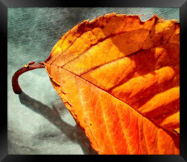  single leaf Framed Print by dale rys (LP)