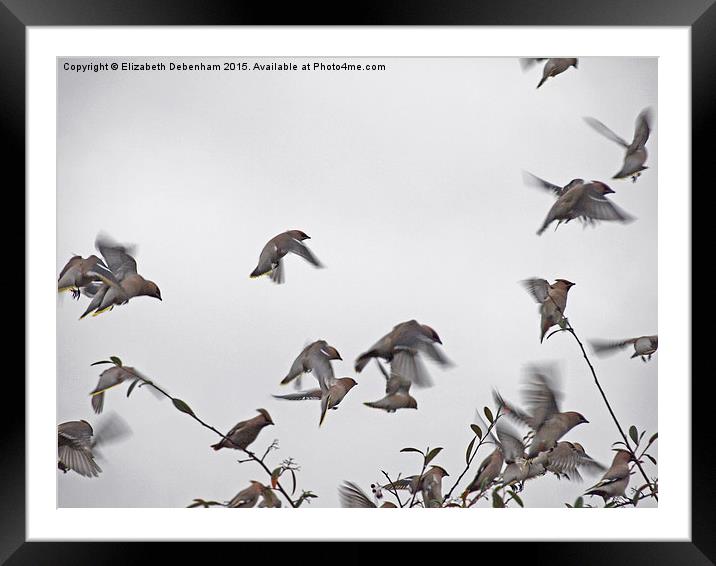  Waxwing Flock on the Move Framed Mounted Print by Elizabeth Debenham
