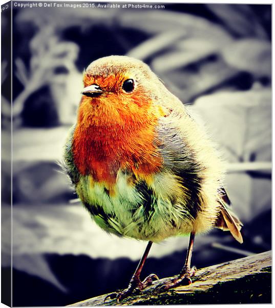   robin redbreast bird Canvas Print by Derrick Fox Lomax