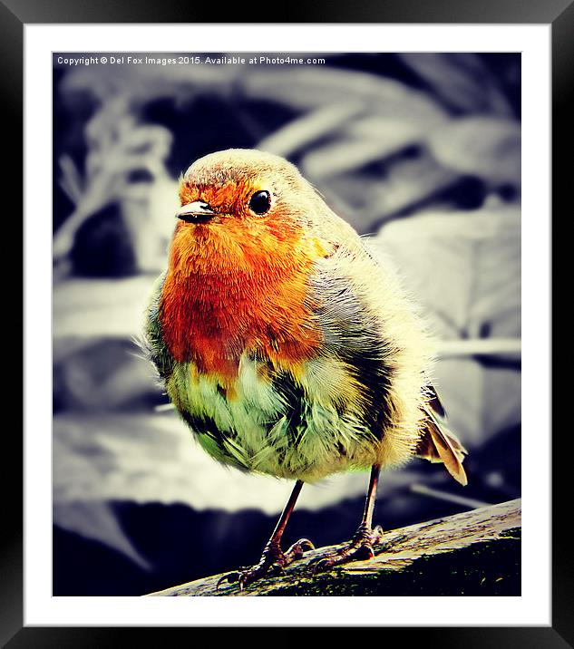   robin redbreast bird Framed Mounted Print by Derrick Fox Lomax